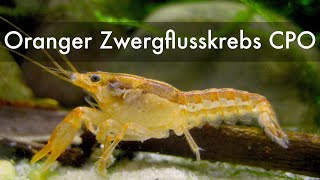 Oranger Zwergflusskrebs  Cambarellus patzcuarensis Orange CPO  Orange Mexican Dwarf Crayfish [upl. by Atidnan828]