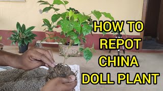 China Doll Plant Repot  China Doll Plant Repotting Care Tips [upl. by Southard198]