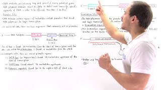 Promoter and Termination Sites of Transcription [upl. by Haerb715]