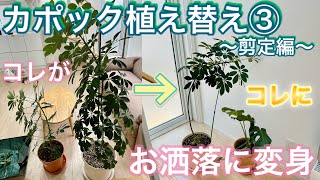 【観葉植物】カポック植え替え③ 伸びに伸びてしまったら、葉の剪定と仕立て直しでカッコイイ観葉植物を目指す！ [upl. by Ayifas]