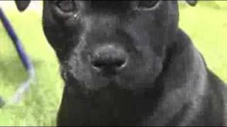 Staffordshire Bull Terrier 8 Weeks Old Puppy [upl. by Zebulen]