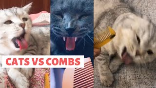 CATS VS COMBS  Funniest Cats Reactions to the Sound of Comb Try not to Laugh  Sound Makes Cats Gag [upl. by Barney]