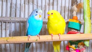 Cute Pet Budgies Chirping 35 Hr Nature Parakeets Bird Sound to Reduce Stress [upl. by Martynne9]