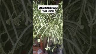 Samambaia prateada pteris cretica samambaiaprateada pteriscretica folhagem samambaia plantas [upl. by Aynotahs85]