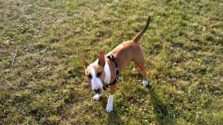 Mini Bull terrier on the walk [upl. by Ellertnom609]