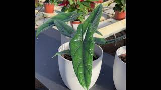 Alocasia Scalprum [upl. by Riesman]