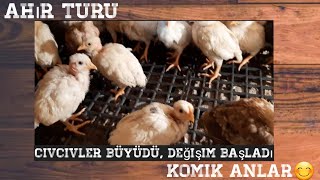 İlk Ahır TuruCivcivler büyüyor🐥❤ [upl. by Qulllon]