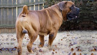 Important Tips on Boerboel Care How to care for Boerboel [upl. by Pinchas]