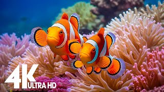 Aquarium 4k VIDEO ULTRA HDRelaxing Music with Colorful Coral ReefsFishand Stunning Ocean Scenes [upl. by Bellew]