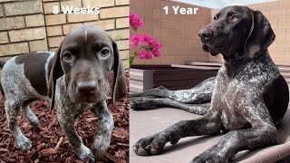 Watch My Puppy Grow  8 Weeks To 1 Year Compilation  Bring Tissues  German Shorthaired Pointer [upl. by Chantal]