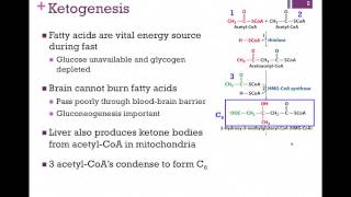 129Ketogenesis [upl. by Mora271]