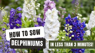 Sowing Dazzling Delphiniums From Seed [upl. by Mattias]