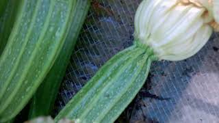 Growing Romanesco Courgette  Zucchini in Suffolk England [upl. by Asserat]