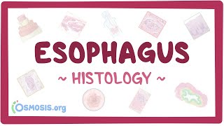 Esophagus Histology [upl. by Aisetal]