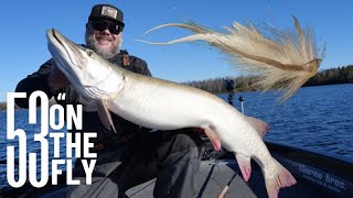 Thorne Bros  53quot Lake Vermilion Musky While Fly Fishing [upl. by Slaohcin]