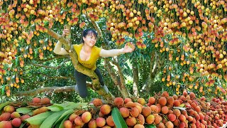 Harvesting Lychee Fruit Goes To Market Sell  Make Lychee Syrup  Phuong Daily Harvesting [upl. by Eitteb534]