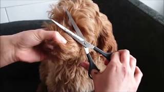 australian labradoodle puppy grooming [upl. by Nevad607]