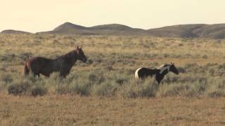 Whispers From The Wild Ones Mustangs as our Master Teachers promo DVD [upl. by Tracay]