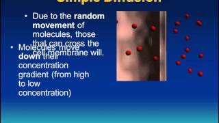 Transport Across Membranes IB Biology [upl. by Yeleek528]