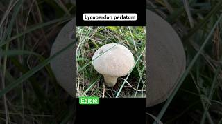 Lycoperdon PerlatumДождевик Жемчужный fungi mushroom 2024 foraging nature [upl. by Anilem]