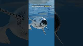 Narwhals The real unicorns of the sea facts naturelovershorts wildlife [upl. by Redd]