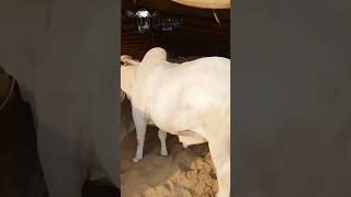 Malir beauty cattlemarket cowmandiupdate animals shorts shortsfeed [upl. by Megen46]