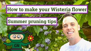 How to make your Wisteria flower Summer pruning guide [upl. by Mmada]