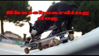 Amazing Skateboarding Dogs Neo amp Tuxedo [upl. by Deden]