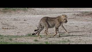 Amboseli National Park Home of the African Elephant [upl. by Yajiv155]