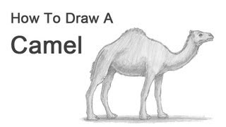 How to Draw a Camel [upl. by Onitsuaf381]