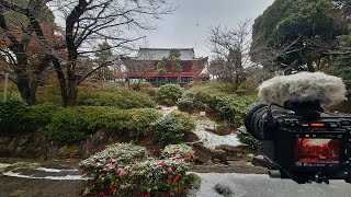 4K・ Snow walk in Tokyo Ueno Park 2024・4K HDR [upl. by Alitha]