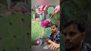 Cactus fruit cutting funtastic cactus fruiting fruit pickingfruit dragonfruit asmr [upl. by Melia359]