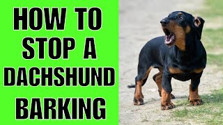 How to Stop A Dachshund from Barking Step By Step [upl. by Dowd]