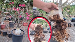 Caudex rot in Adenium nova Tanzania adenium nova Tanzanian [upl. by Tiersten979]