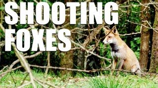 Fieldsports Britain  Shooting foxes [upl. by Fredkin316]