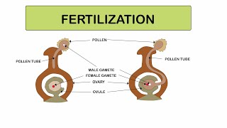 Fertilization in plants for grade 5 [upl. by Assilim458]