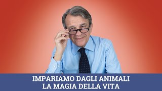 Impariamo dagli animali la magia della vita [upl. by Hsiri]