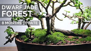 Dwarf Jade forest scene 8 months update  Portulacaria Afra Elephant bush forest pruning and wiring [upl. by Adliw573]