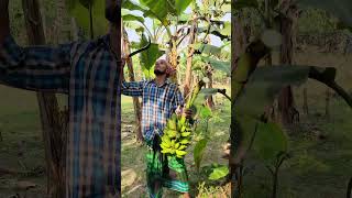 Banana harvest scenery ep704 banana harvesting shorts shortsviral [upl. by Dreyer]