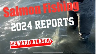 Sockeye Salmon Run 2024 Seward Alaska Currently [upl. by Aleron]