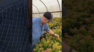 Dad checking out the Mikawa yatsubusa seedlings at Buchholz Nursery MrMaplecom Japanese Maples [upl. by Adnilem]