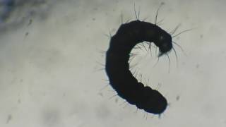 Larva de Pulga de gato Ctenocephalides felis [upl. by Una]