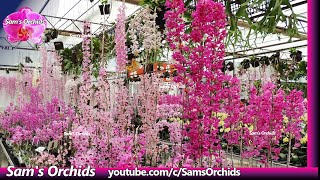 Amazing Dendrobium orchids in a greenhouse of an orchid nursery [upl. by Vonnie]