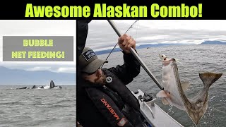 Awesome Alaskan Combo amp Humpback Bubble Net Feeding Halibut Fishing  Juneau Alaska AUGUST 2022 [upl. by Nydia]