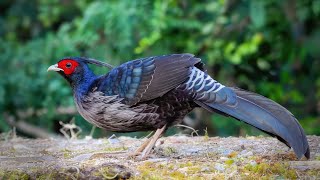 The Most Beautiful Pheasant Footage with Sound [upl. by Irisa]