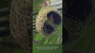 Bird ❌ Natures Builder✔️ bayaweaver nest nestbuilding nature [upl. by Farmer]