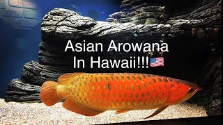 Asian Arowana In Hawaii Seeing My First Asian Arowana [upl. by Yk]