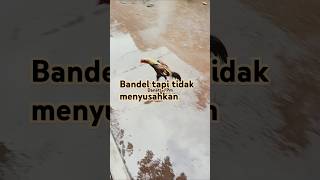 Meski bandel beladiri nya keren ayam hobiayam ayamaduanindonesia [upl. by Eciuqram]