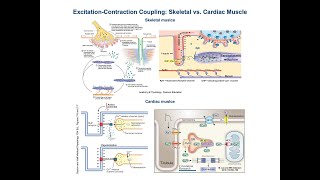 Excitation Contraction Coupling in Cardiac vs Skeletal Muscle [upl. by Elder]