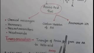 Metabolism of protein 1 [upl. by Ytram]